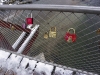 IMGP6717_isar