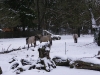 IMGP6724_zoo_tarpan