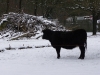 IMGP6727_zoo_uro