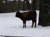 IMGP6729_zoo_uro
