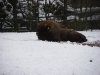 IMGP6730_zoo_uro