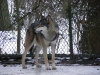 IMGP6735_zoo_lupo