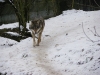 IMGP6736_zoo_lupo