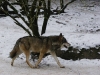 IMGP6737_zoo_lupo