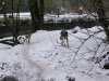 IMGP6738_zoo_lupo