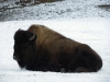 IMGP6749_zoo_bisonte americano