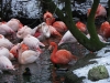IMGP6762_zoo_fenicotteri