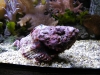IMGP6787_zoo_pesci