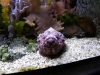 IMGP6788_zoo_pesci