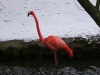 IMGP6793_zoo_fenicotteri