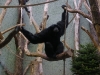 IMGP6813_zoo_gibbone