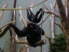 IMGP6814_zoo_gibbone