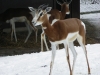 IMGP6830_zoo_gazzella dama