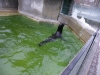 IMGP6832_zoo_foche