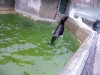 IMGP6833_zoo_foche