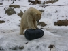 IMGP6834_zoo_orso polare