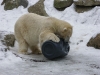 IMGP6837_zoo_orso polare