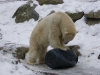 IMGP6839_zoo_orso polare