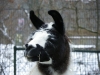 IMGP6847_zoo