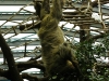 IMGP6850_zoo_bradipo
