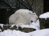 IMGP6853_zoo_capra di montagna