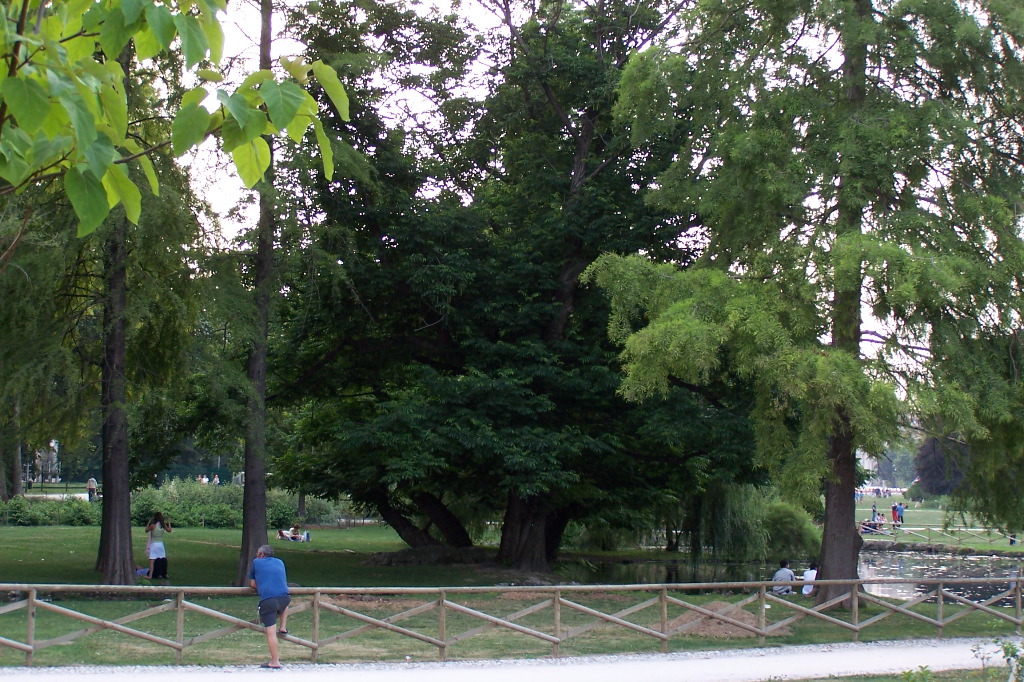 foglie6.JPG