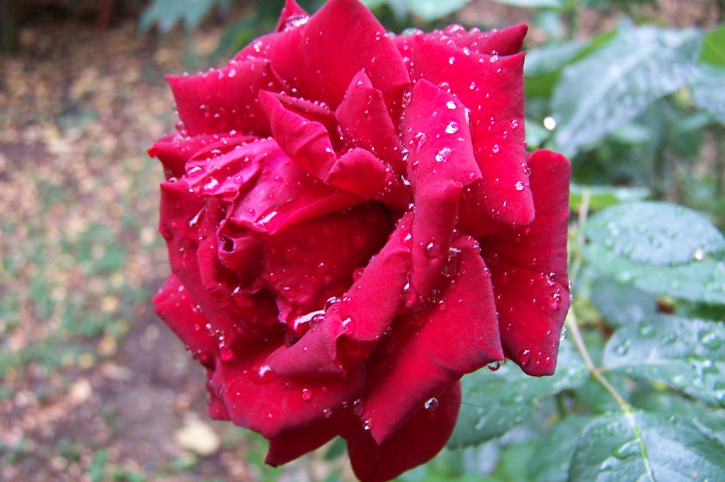 Rosa&Pioggia2