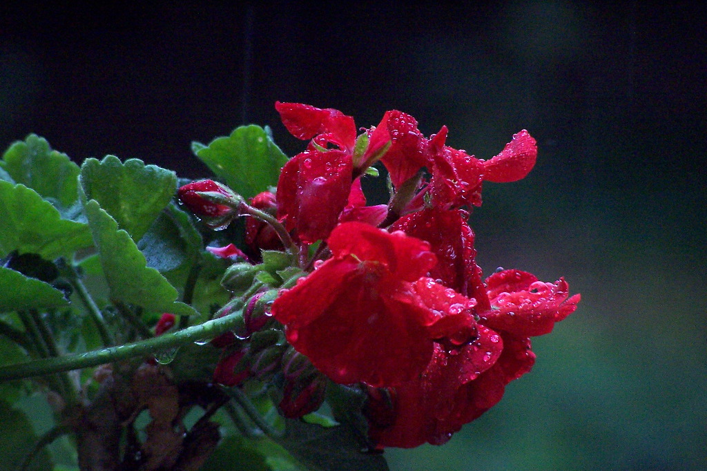 FioreRosso&Pioggia