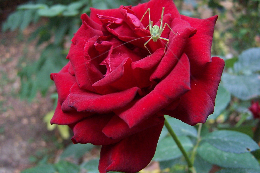 Rosa&Cavalletta