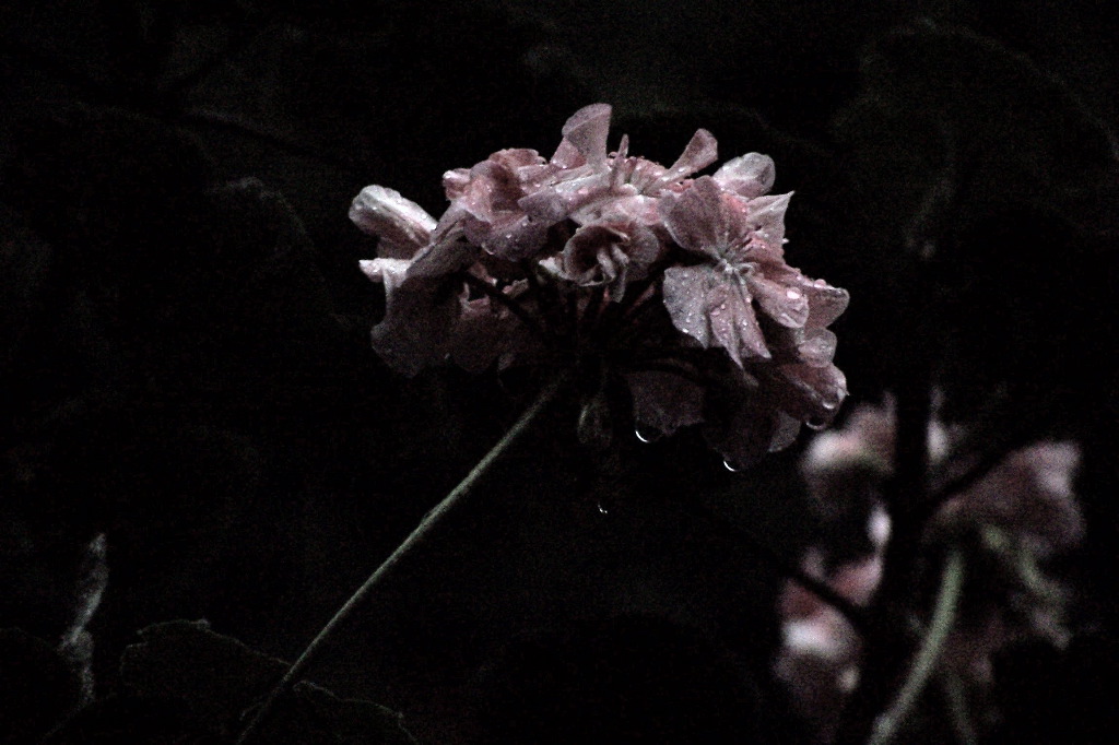 EffettoNotte