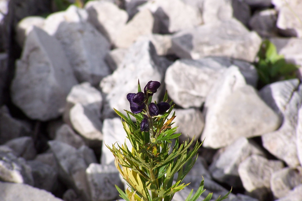 100_1419.JPG