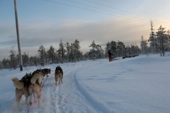 03-Lapponia-husky