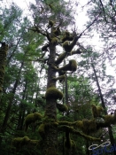 IMGP2535_Ucluelet_WildPacificTrail