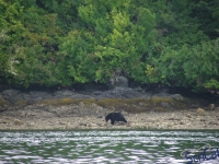 IMGP2262_Ucluelet_Zodiac