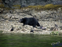 IMGP2265_Ucluelet_Zodiac