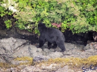 IMGP2272_Ucluelet_Zodiac