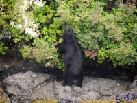IMGP2273_Ucluelet_Zodiac