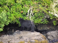 IMGP2274_Ucluelet_Zodiac