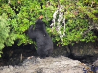 IMGP2275_Ucluelet_Zodiac