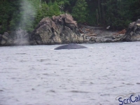 IMGP2299_Ucluelet_Zodiac