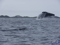 IMGP2329_Ucluelet_Zodiac