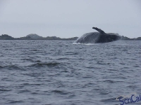 IMGP2330_Ucluelet_Zodiac