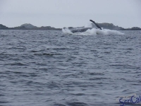 IMGP2331_Ucluelet_Zodiac