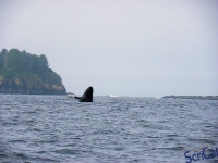 IMGP2346_Ucluelet_Zodiac