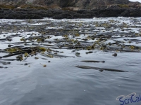 IMGP2381_Ucluelet_Zodiac