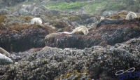 IMGP2384_Ucluelet_Zodiac