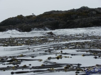 IMGP2386_Ucluelet_Zodiac