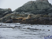 IMGP2400_Ucluelet_Zodiac