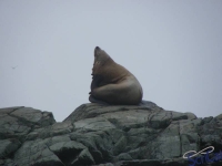 IMGP2405_Ucluelet_Zodiac