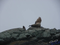 IMGP2409_Ucluelet_Zodiac